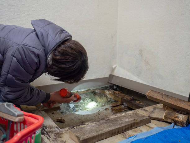 Environmental Consulting for Mold Prevention in Lyman, WY